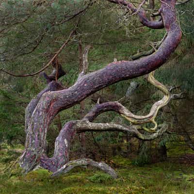 Trolls forest, Denmark