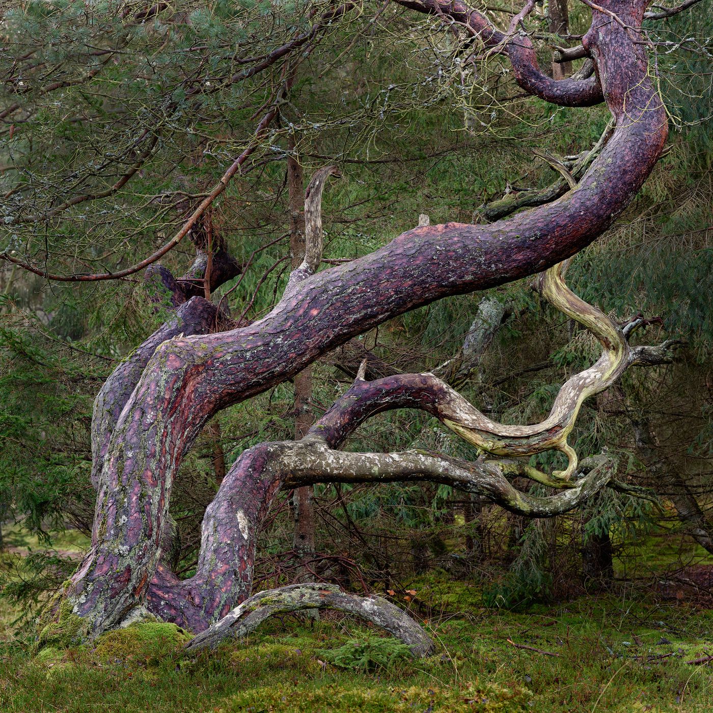 Trolls forest, Denmark