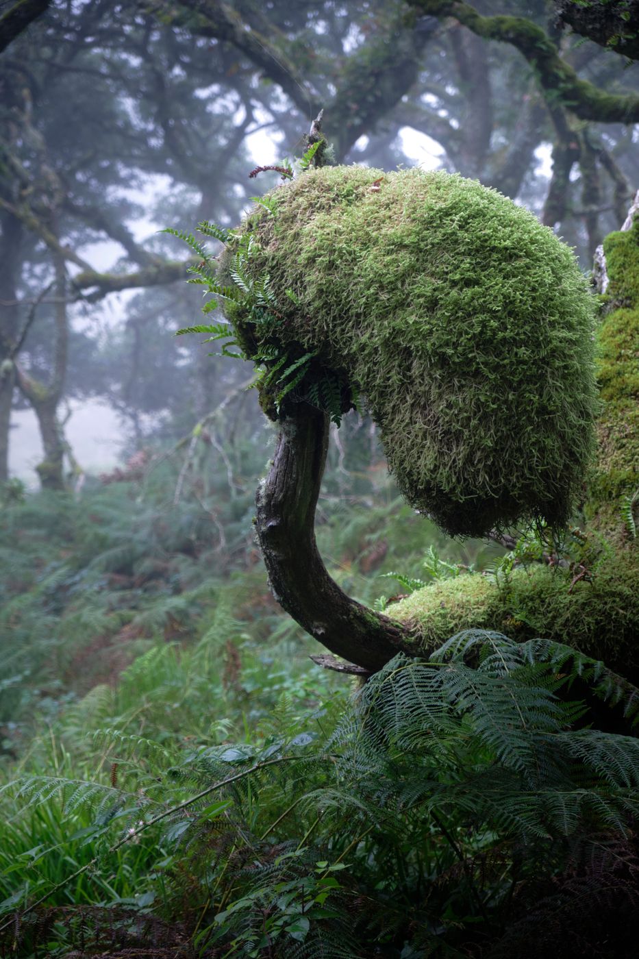 Wistman Woods, United Kingdom
