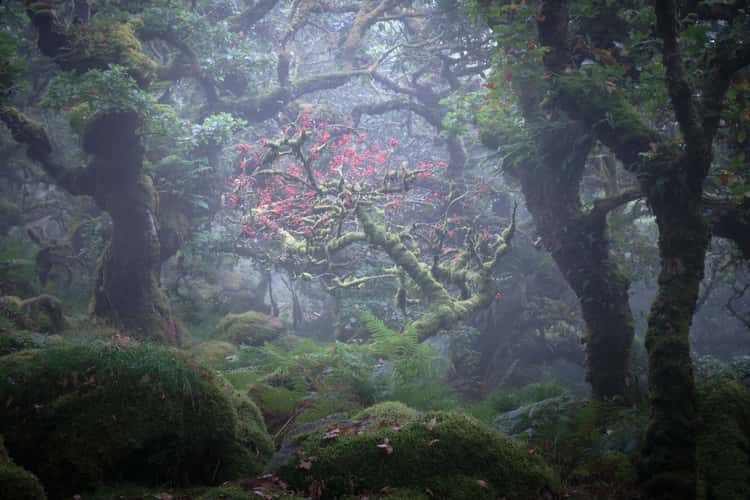Wistman Woods