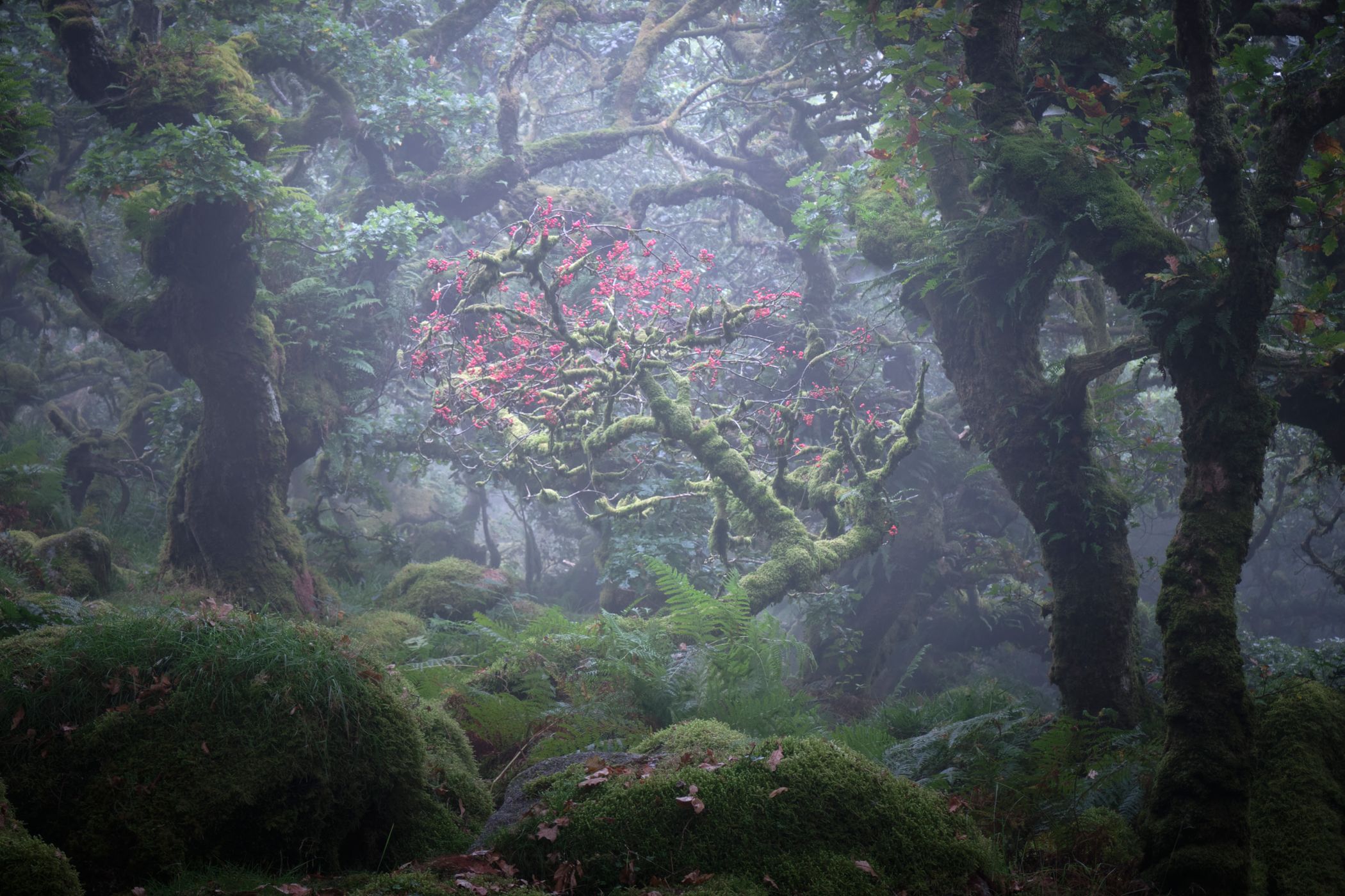 Wistman Woods, United Kingdom