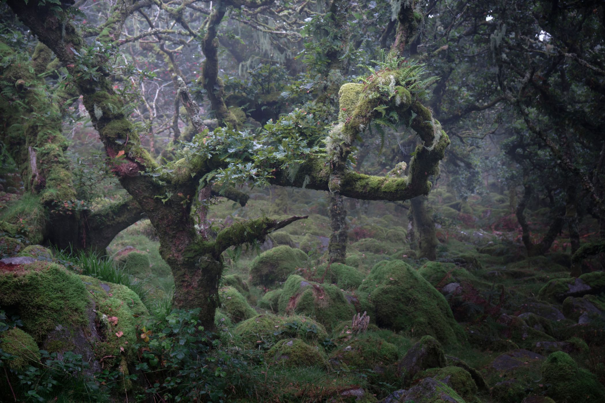 Wistman Woods, United Kingdom