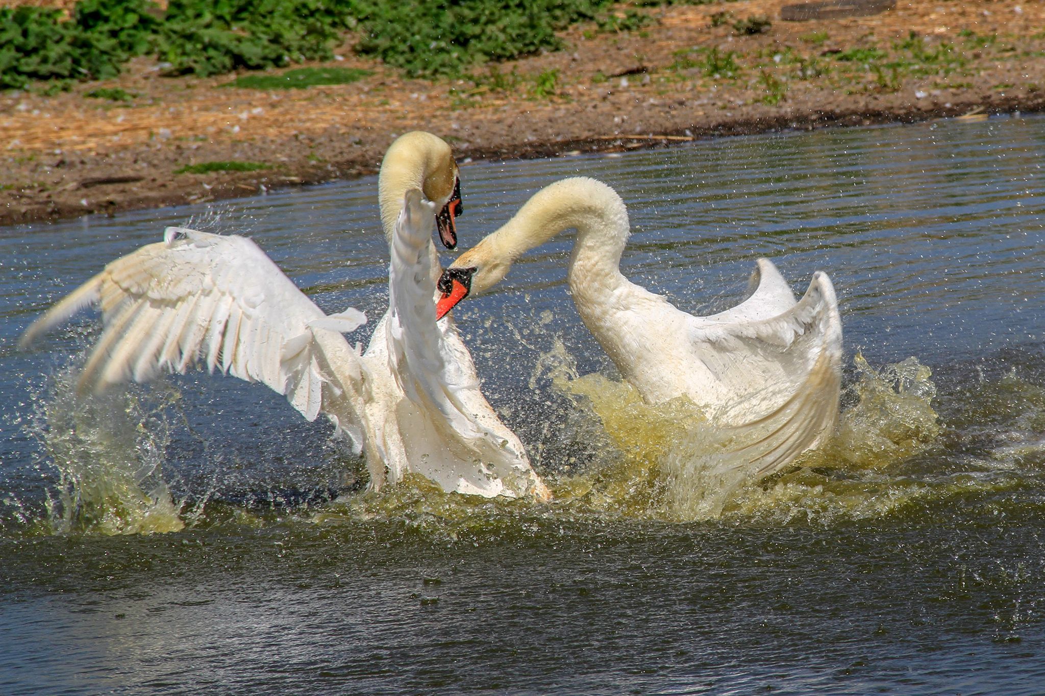 Abbotsbury Swannery, United Kingdom