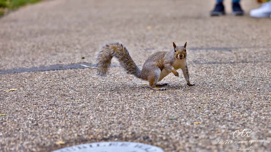 Animals at St. James's Park