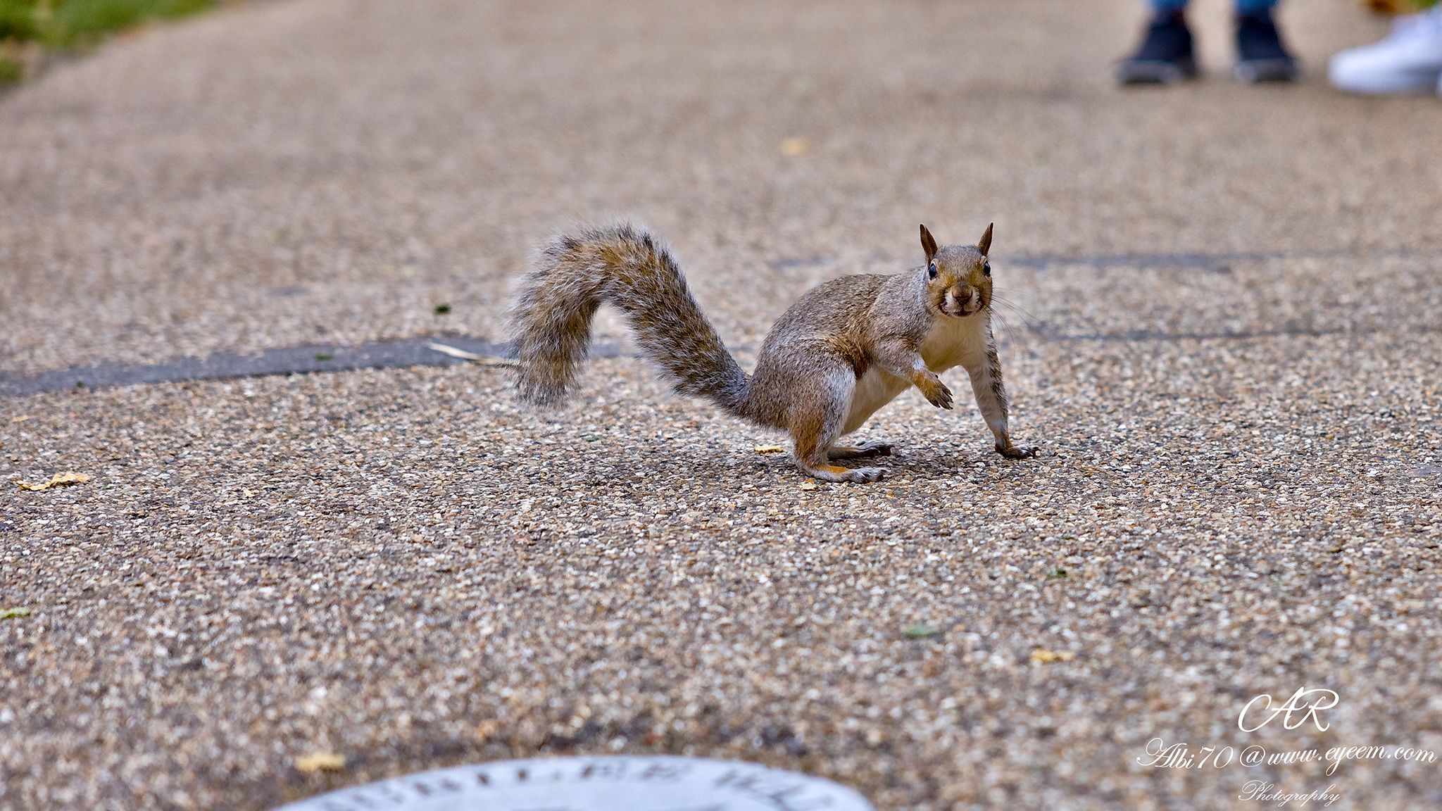 Animals at St. James's Park, United Kingdom