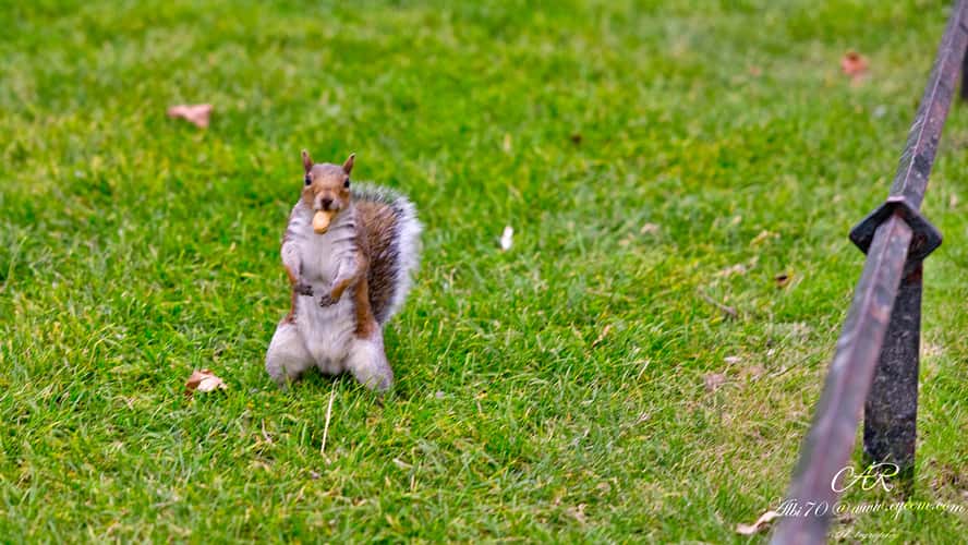 Animals at St. James's Park