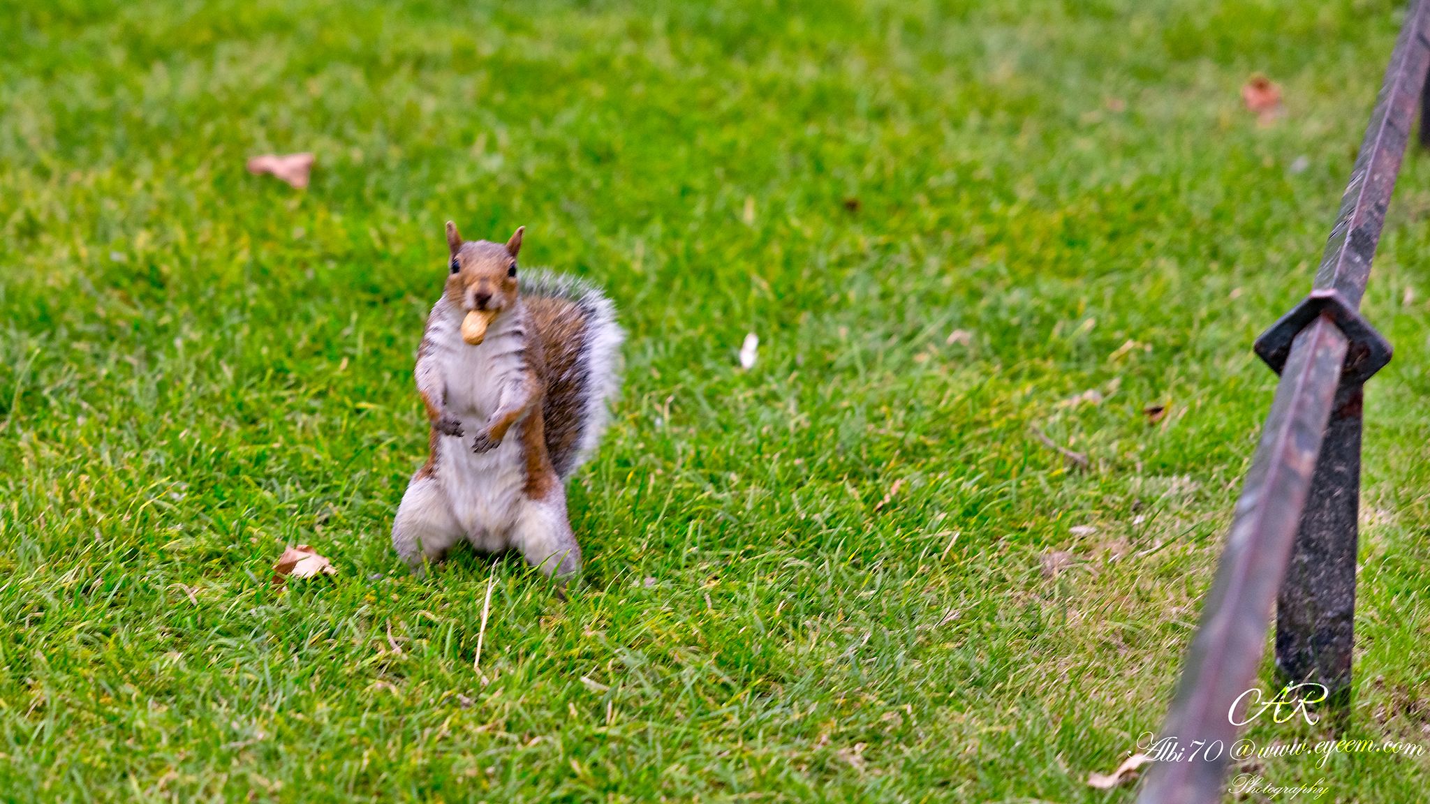 Animals at St. James's Park, United Kingdom