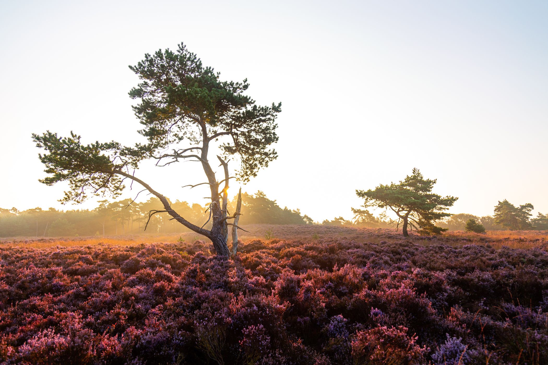 Asselsche Heide - Pomphulweg, Netherlands