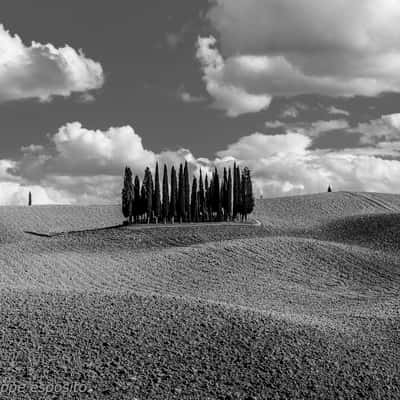 San Quirico d'Orcia, cipressi, Italy