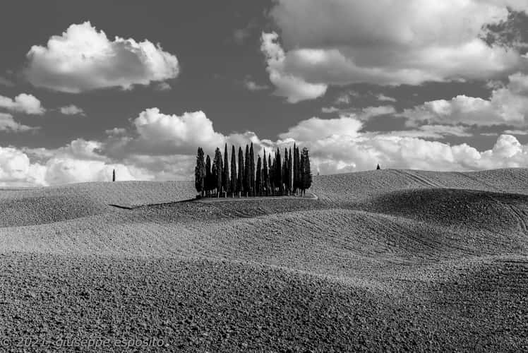 San Quirico d'Orcia, cipressi