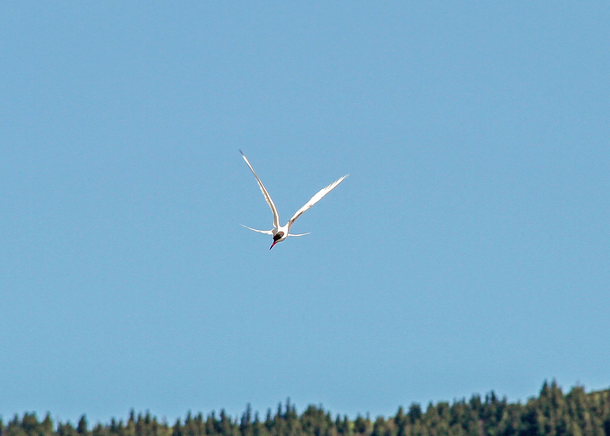 Common tern (Sterna hirundo) fishing at Lagoa Verde, Portugal