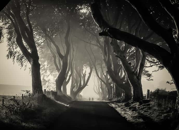 The Dark Hedges (Road)