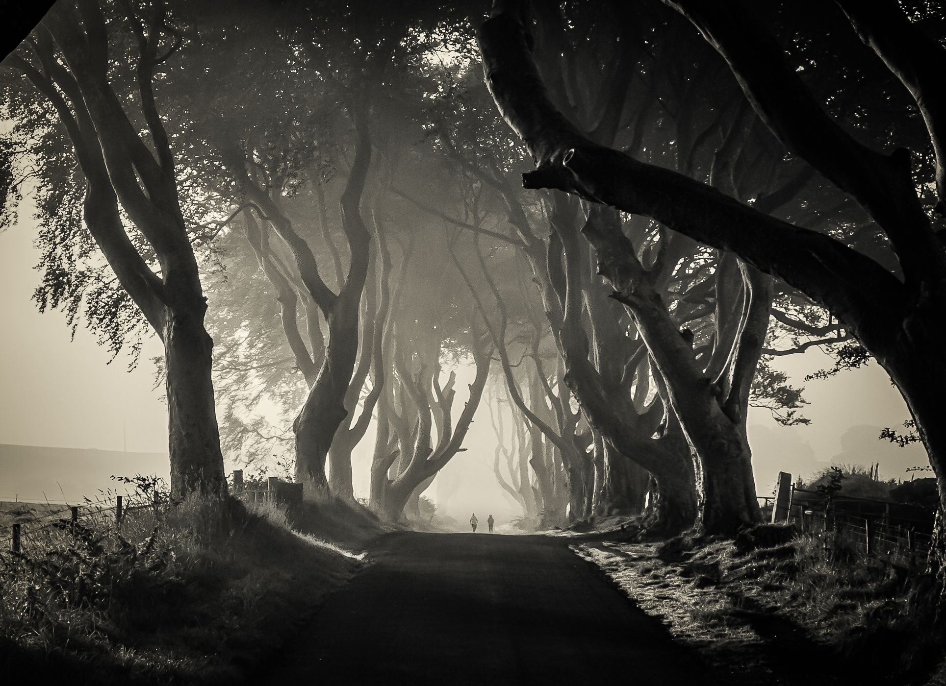 The Dark Hedges (Road), United Kingdom