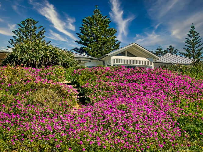 Flower carpet, The Basin Mona Vale