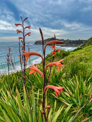 Flower on the hill, Warriewood, Sydney, NSW