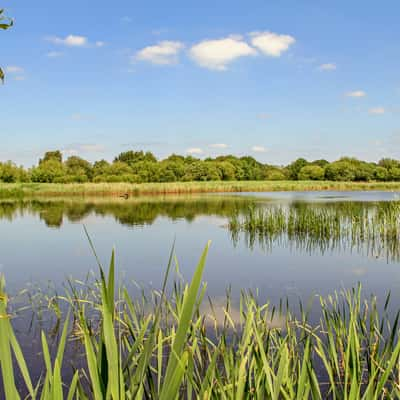 Ham Wall RSPB reserve, United Kingdom