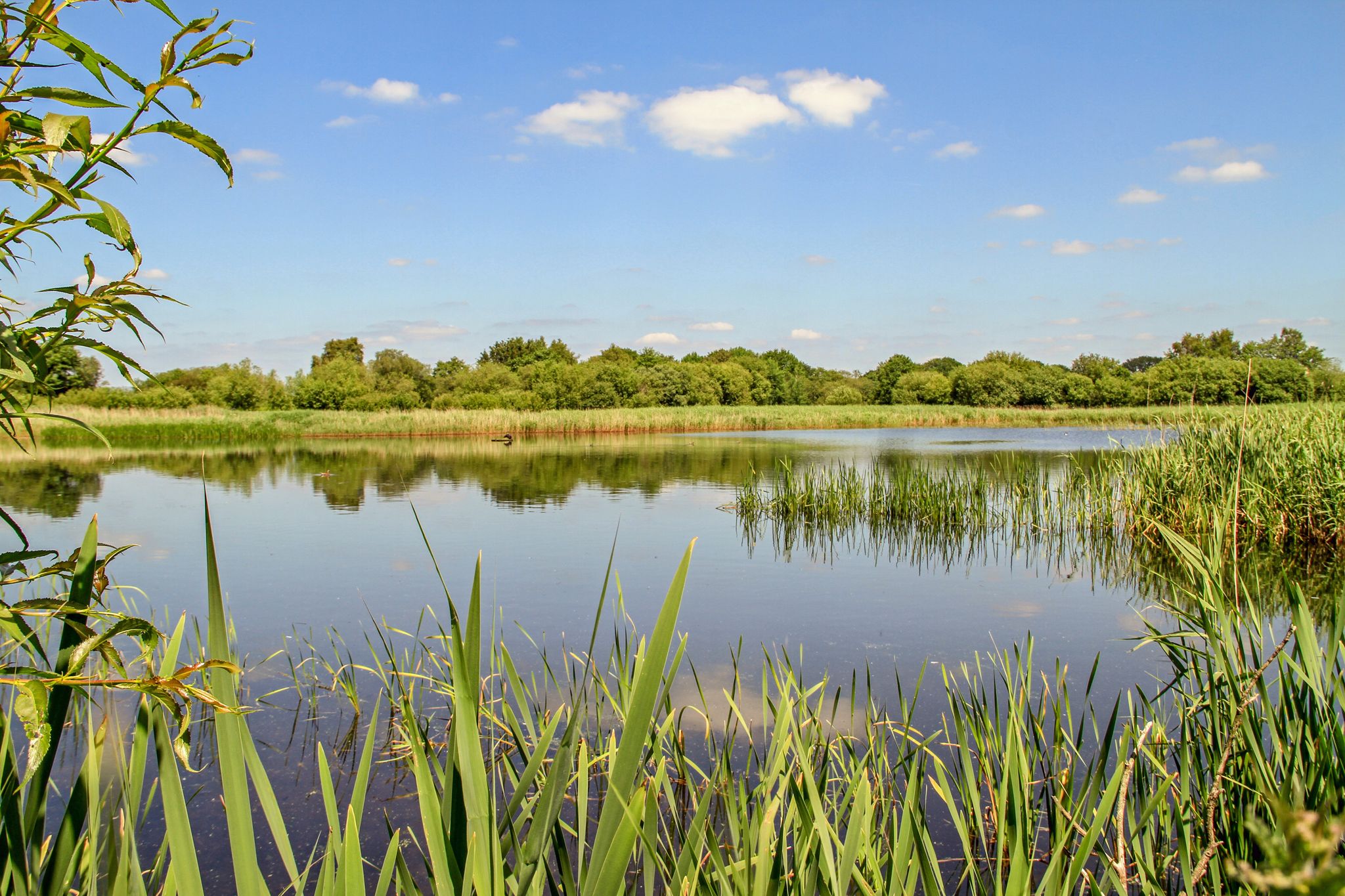 Ham Wall RSPB reserve, United Kingdom