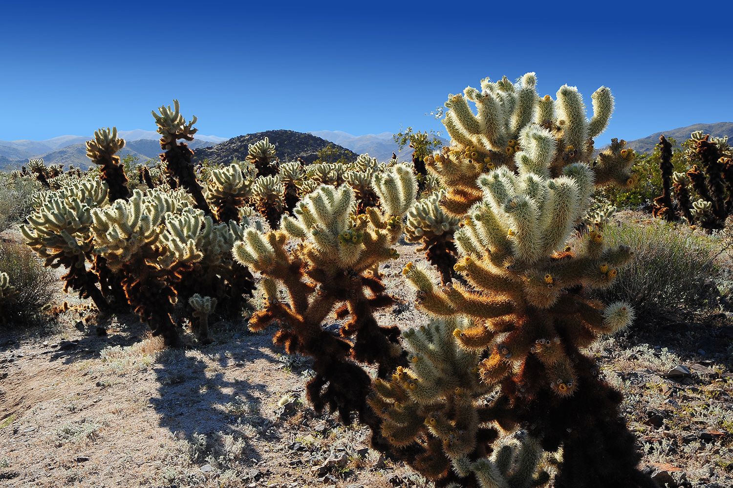 Joshua Tree NP, USA