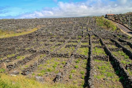 Lava-walled vineyard on Pico island