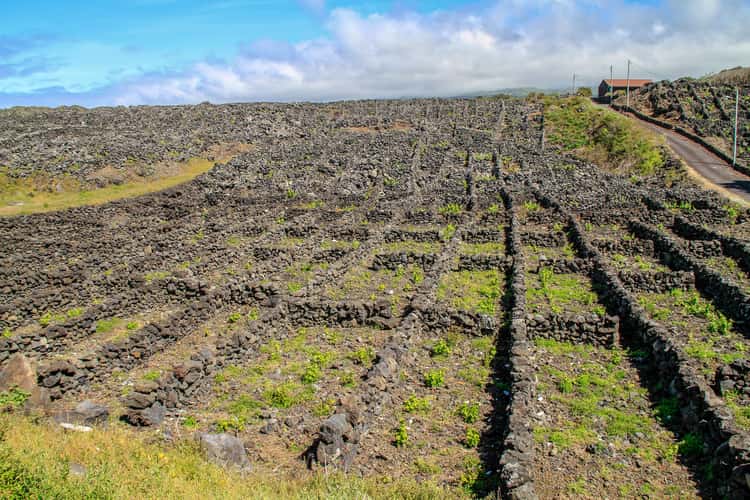Lava-walled vineyard on Pico island