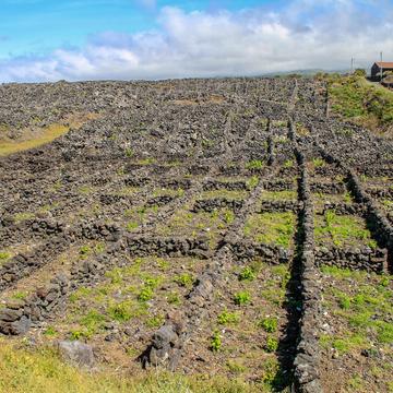 Lava-walled vineyard on Pico island, Portugal