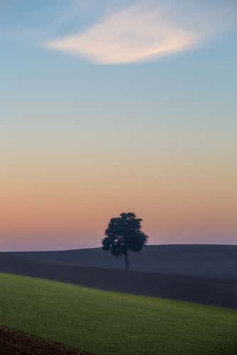 Le cèdre de Bramousset