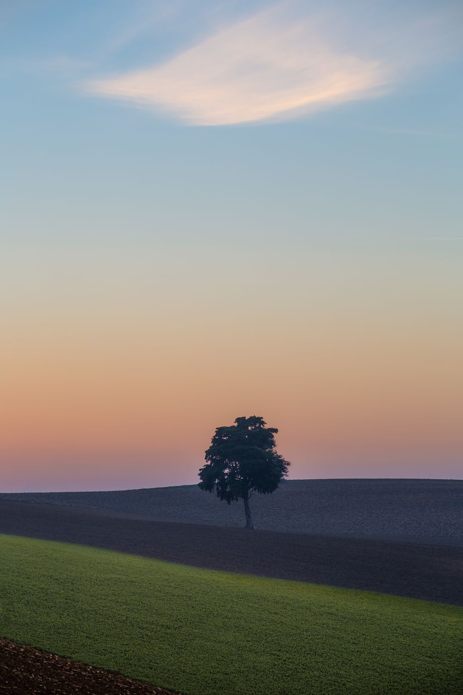 Le cèdre de Bramousset, France
