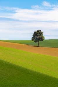 Le cèdre de Bramousset