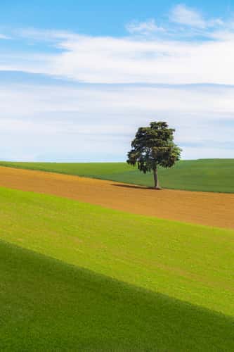 Le cèdre de Bramousset