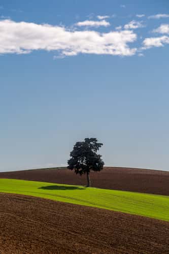 Le cèdre de Bramousset
