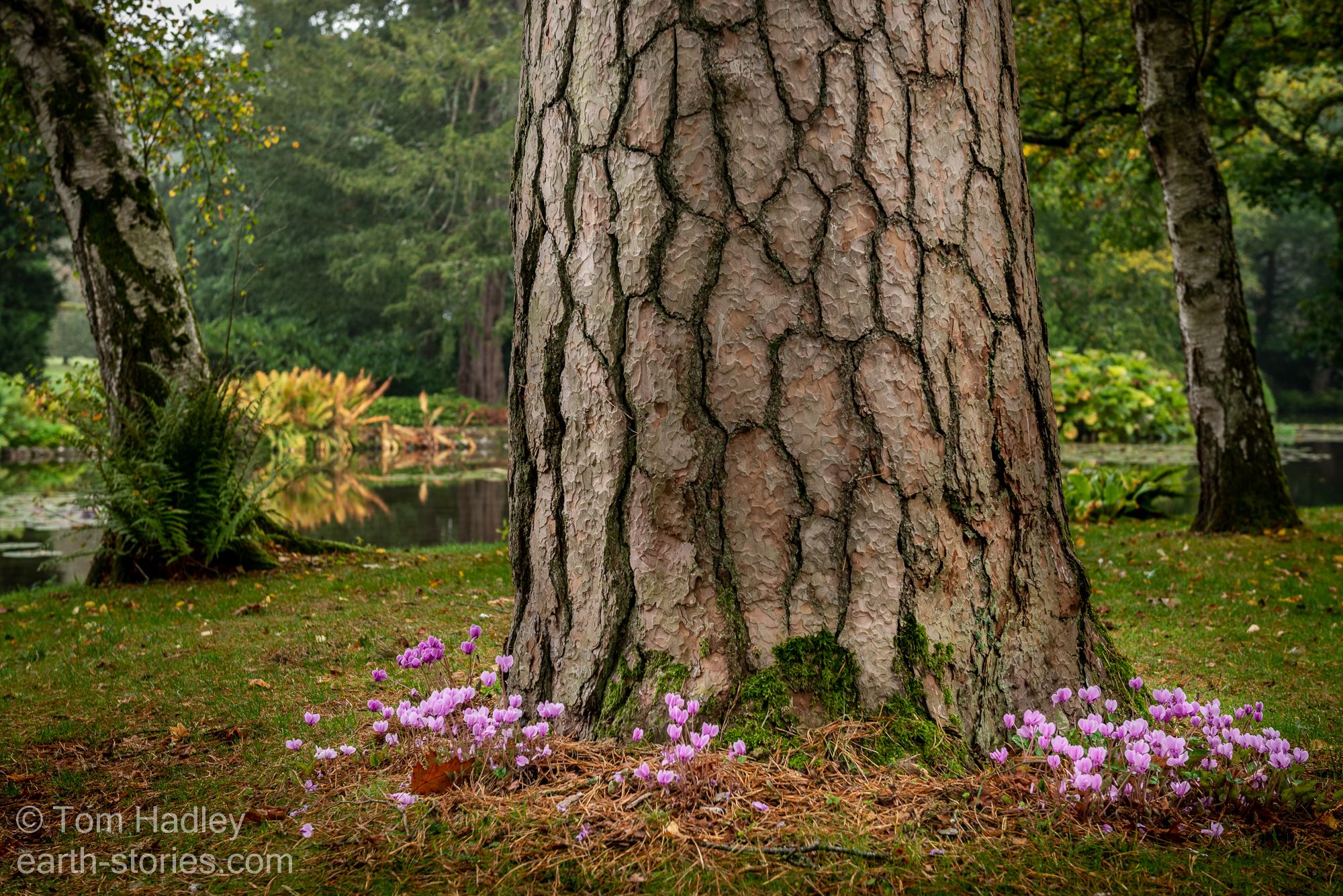 Longstock Water Garden, United Kingdom