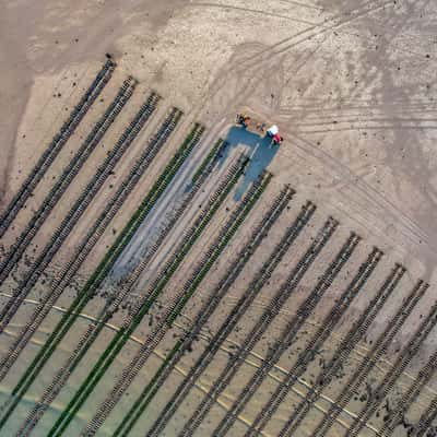 Oyster beds, Jersey