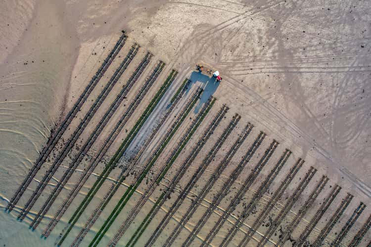 Oyster beds