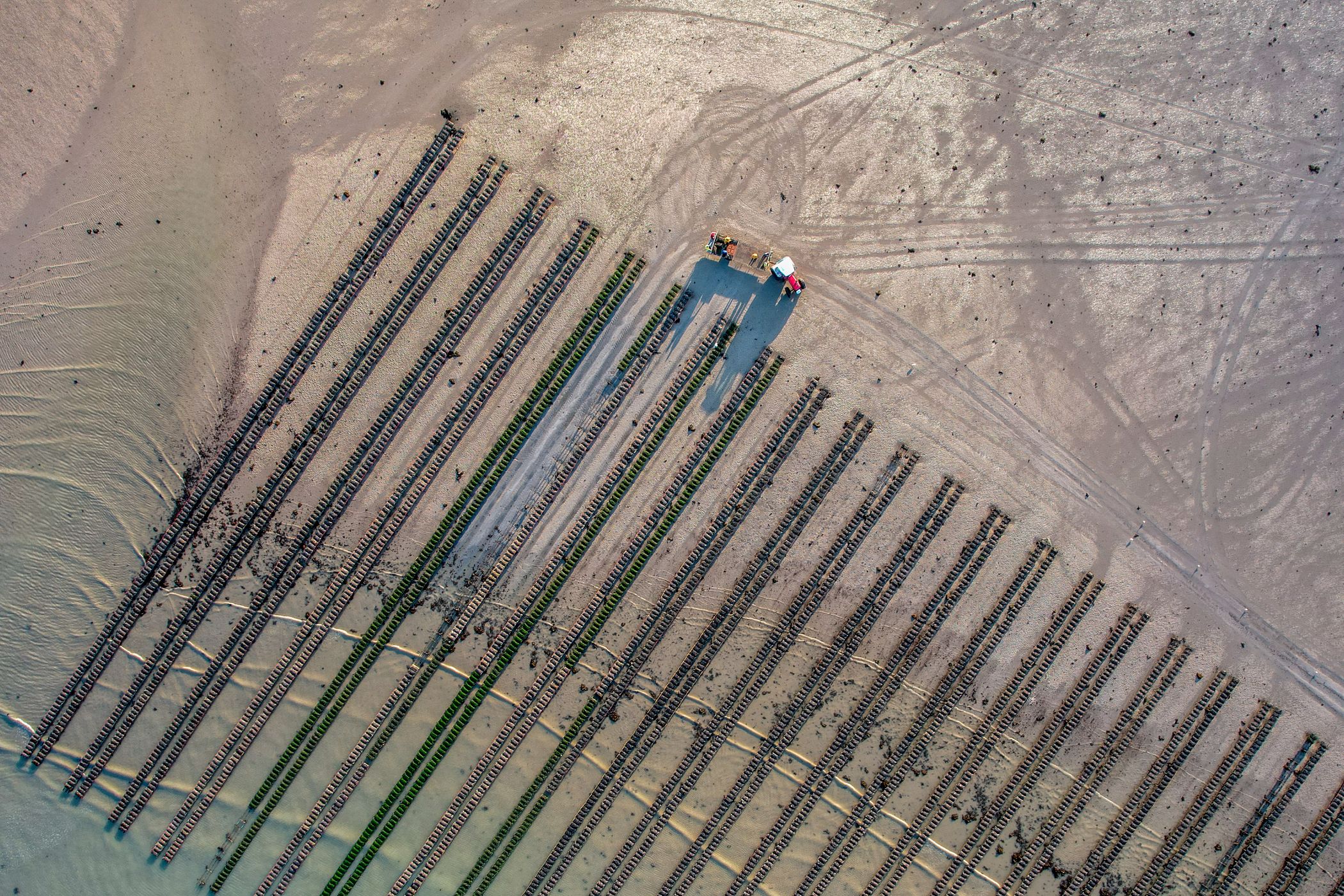 Oyster beds, Jersey
