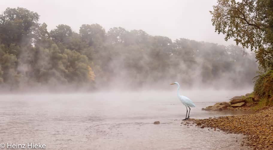 Rhein
