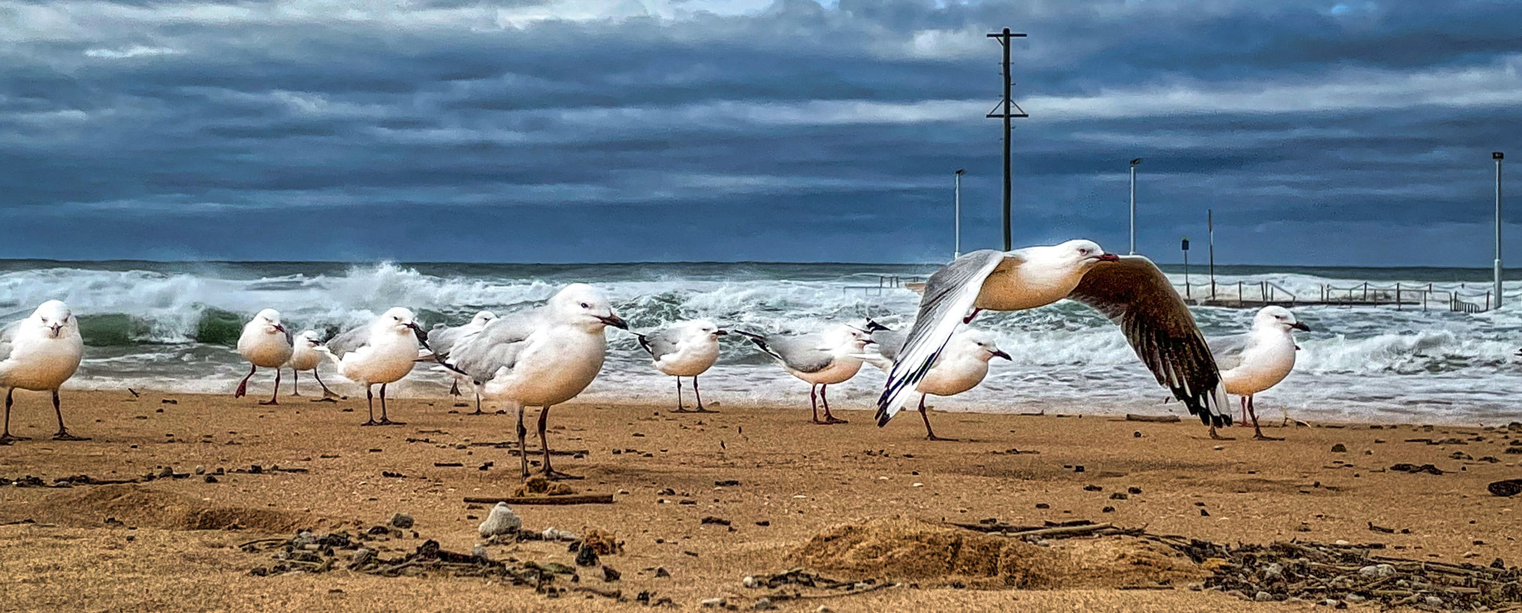 Seagulls in rough weather, Mona Vale, Sydney NSW, Australia