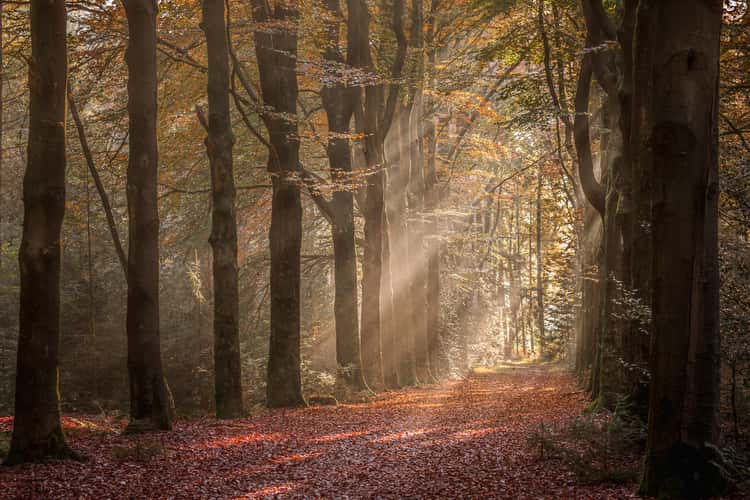 Sterrenbos | Starforest