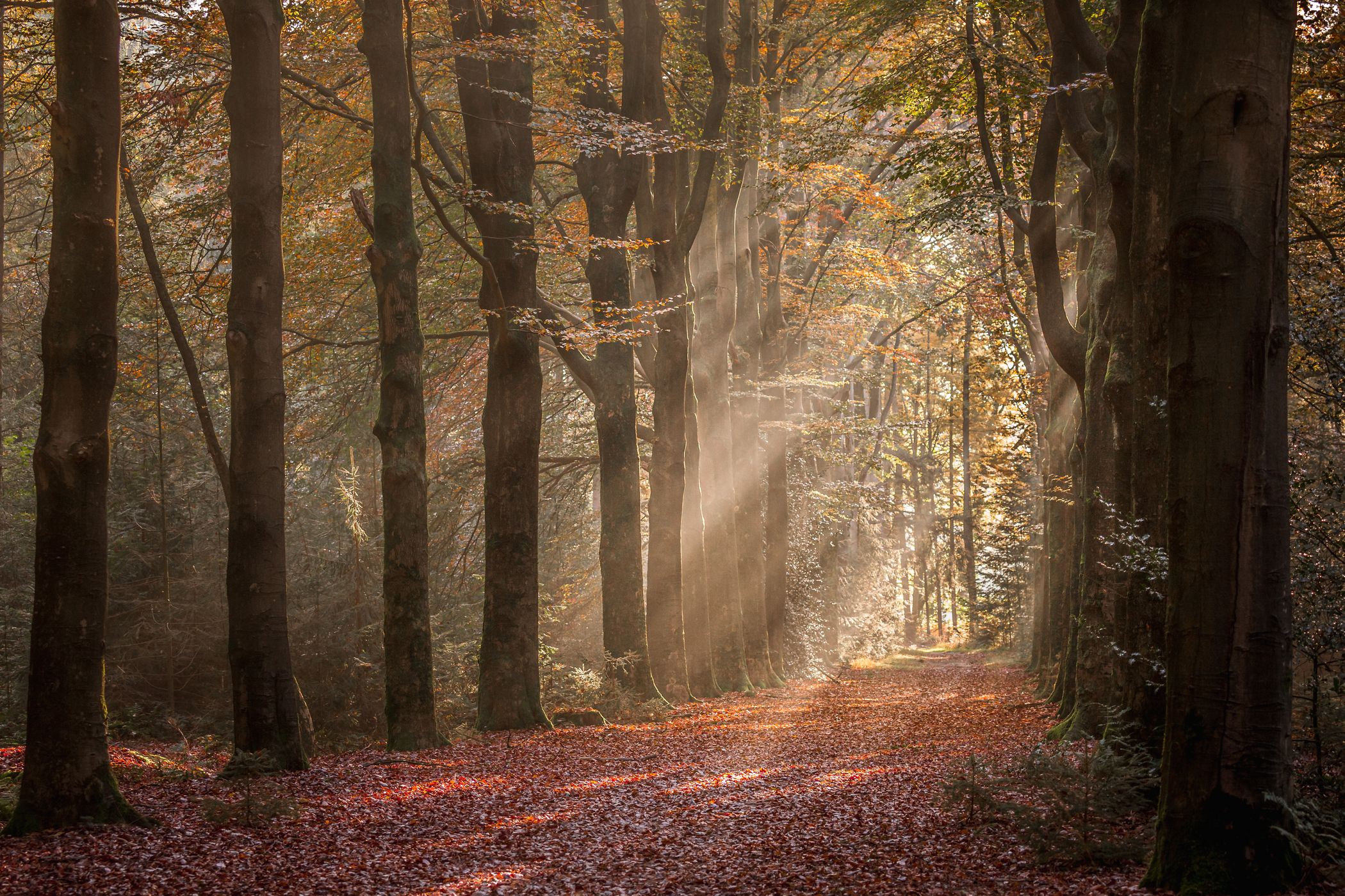 Sterrenbos | Starforest, Netherlands