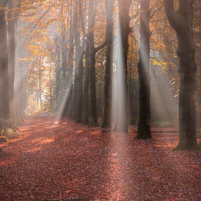 Sterrenbos | Starforest, Netherlands