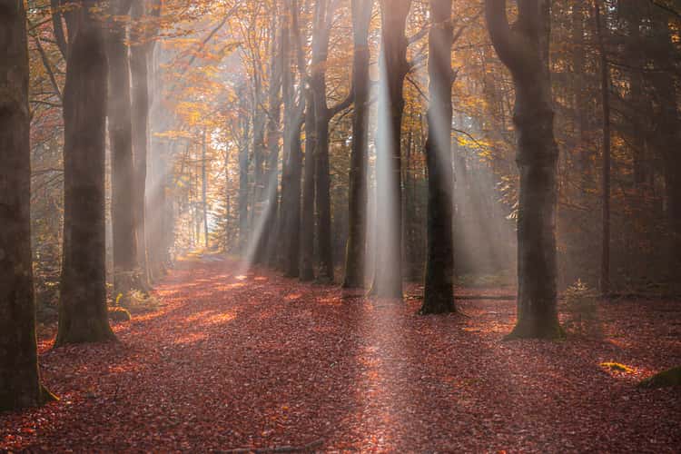 Sterrenbos | Starforest