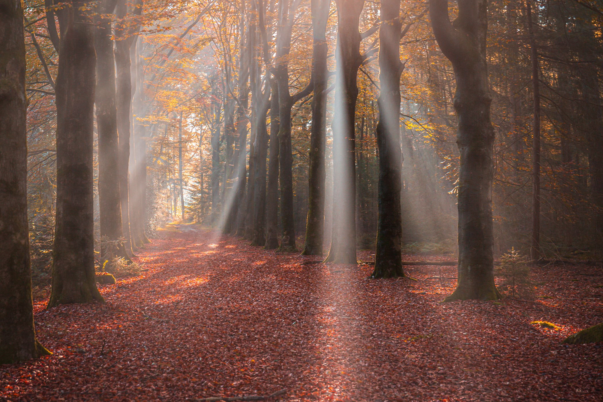 Sterrenbos | Starforest, Netherlands