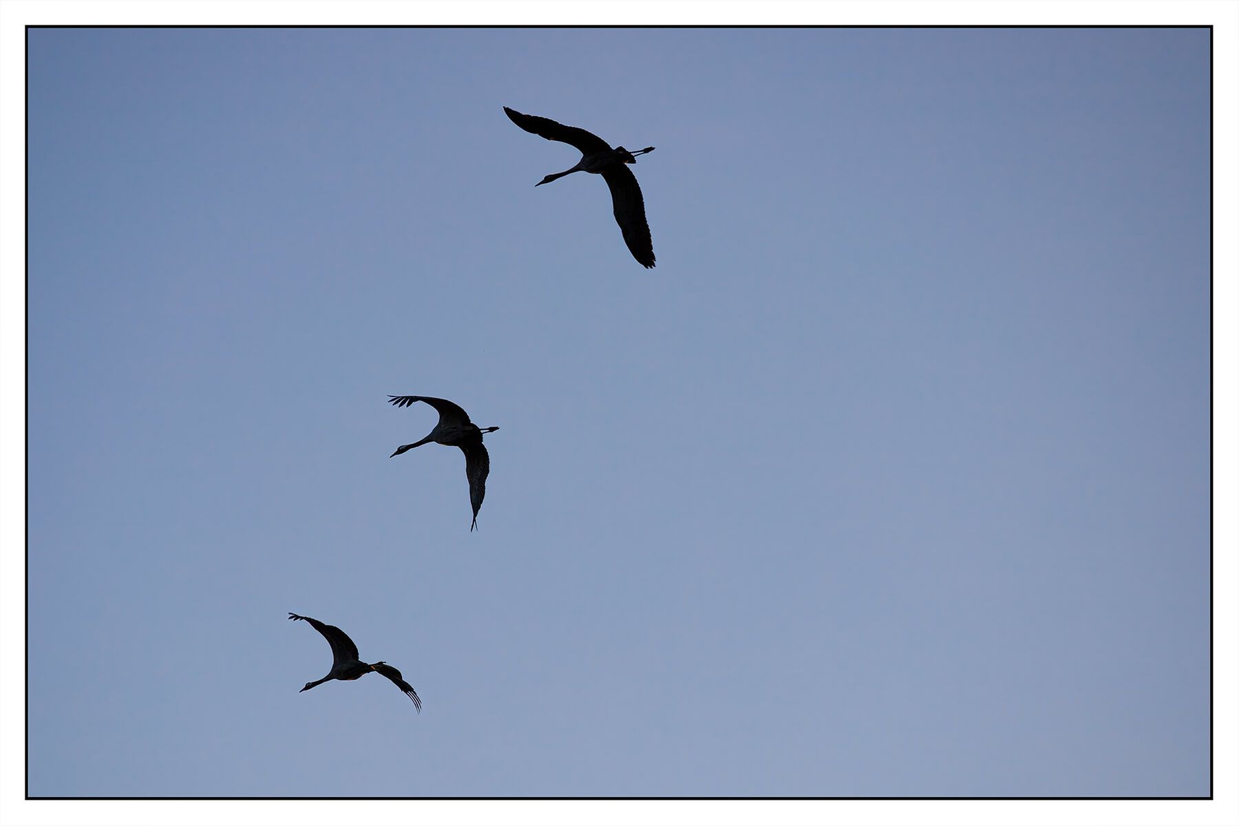 Wietingsmoor (northern part part) | The cranes are back!, Germany
