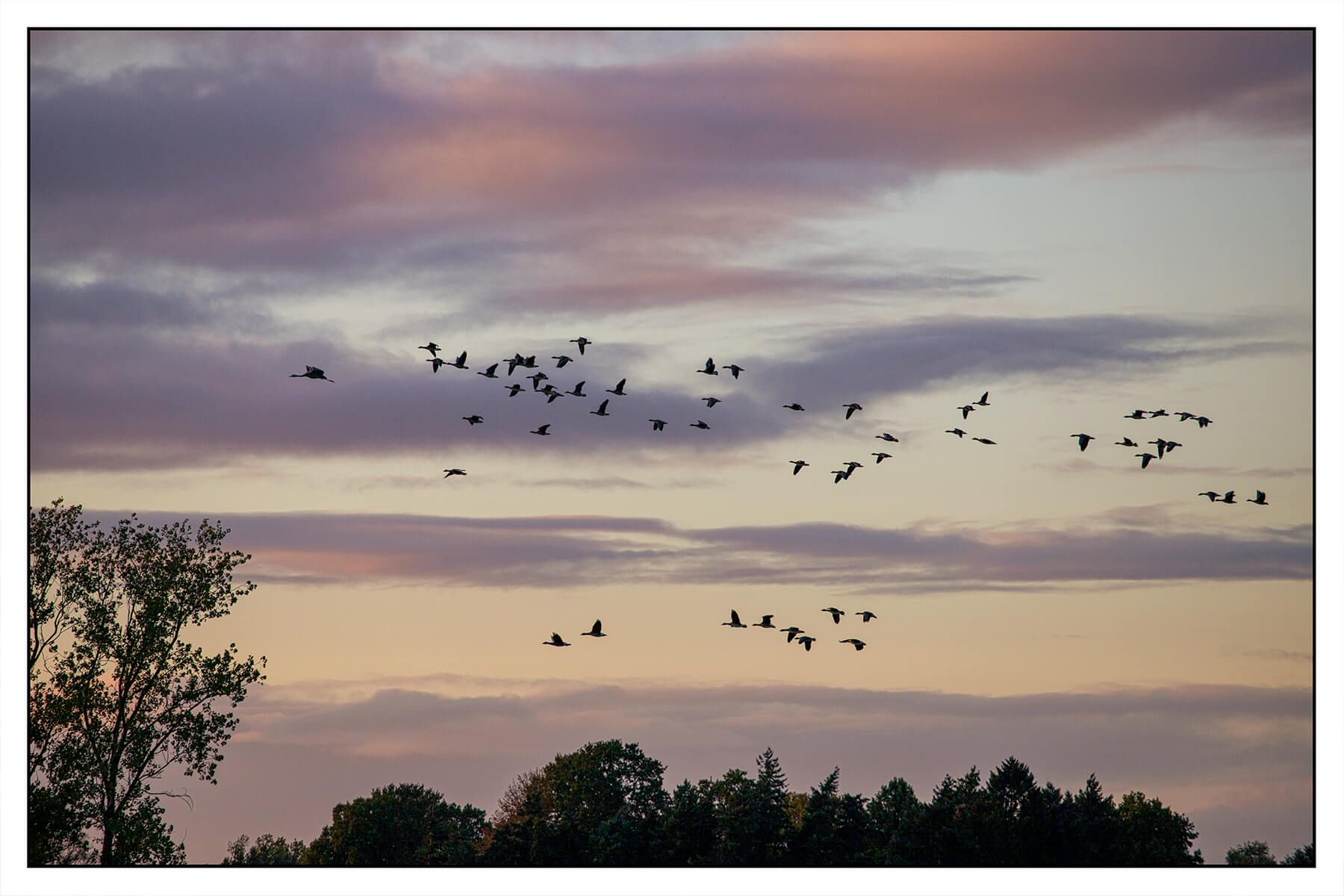 Wietingsmoor (northern part part) | The cranes are back!, Germany