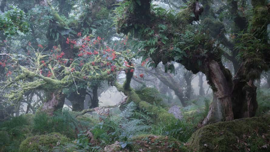 Wistman Woods