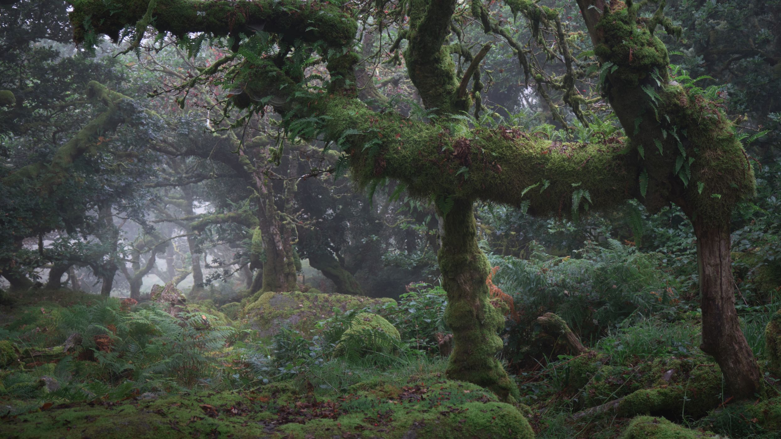Wistman Woods, United Kingdom