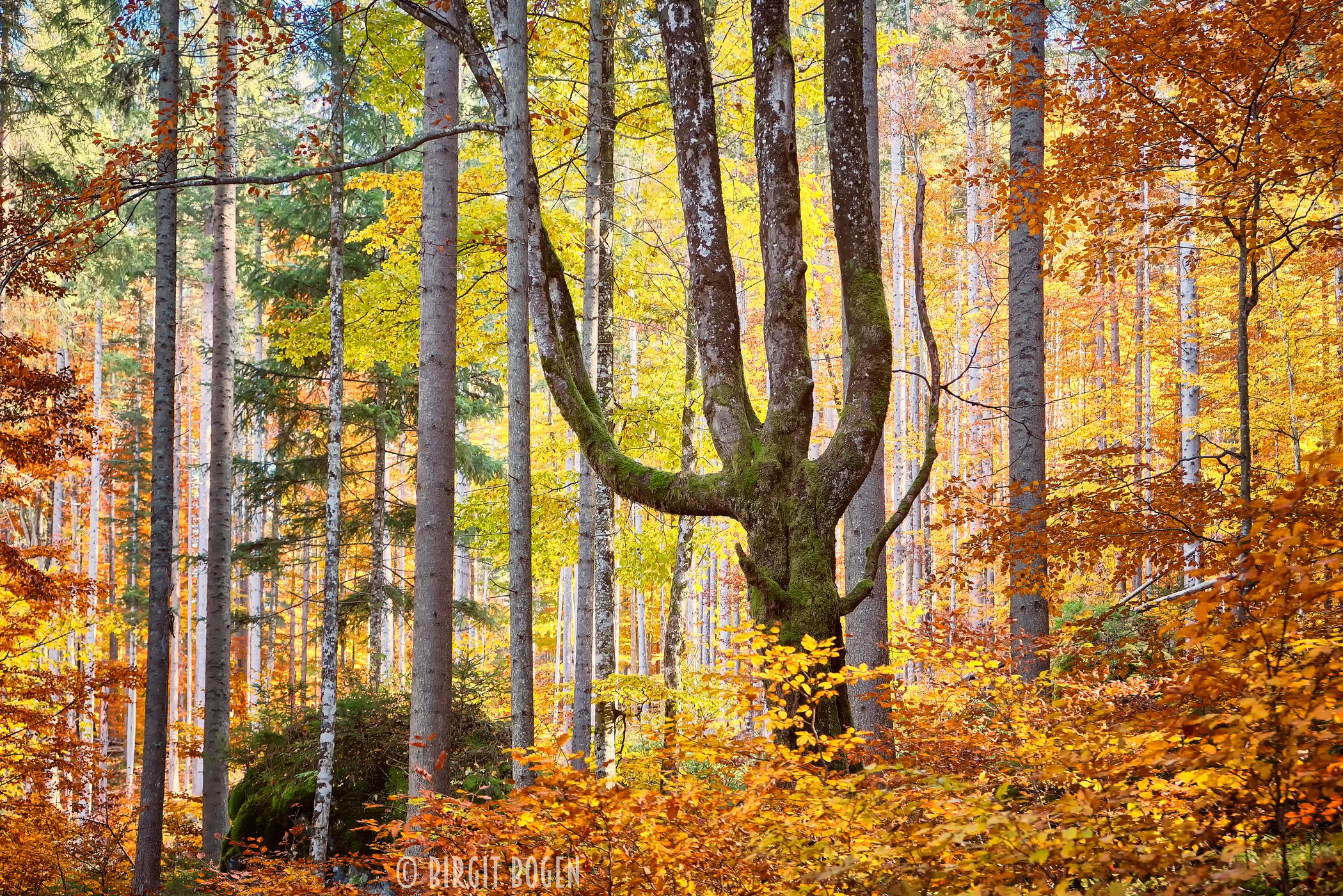 Autumn Forest at Eibsee, Germany