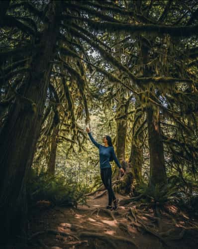 Cathedral Grove