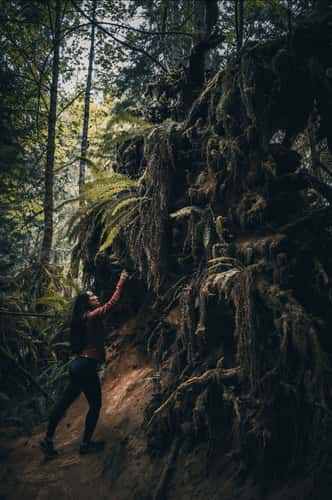 Cathedral Grove