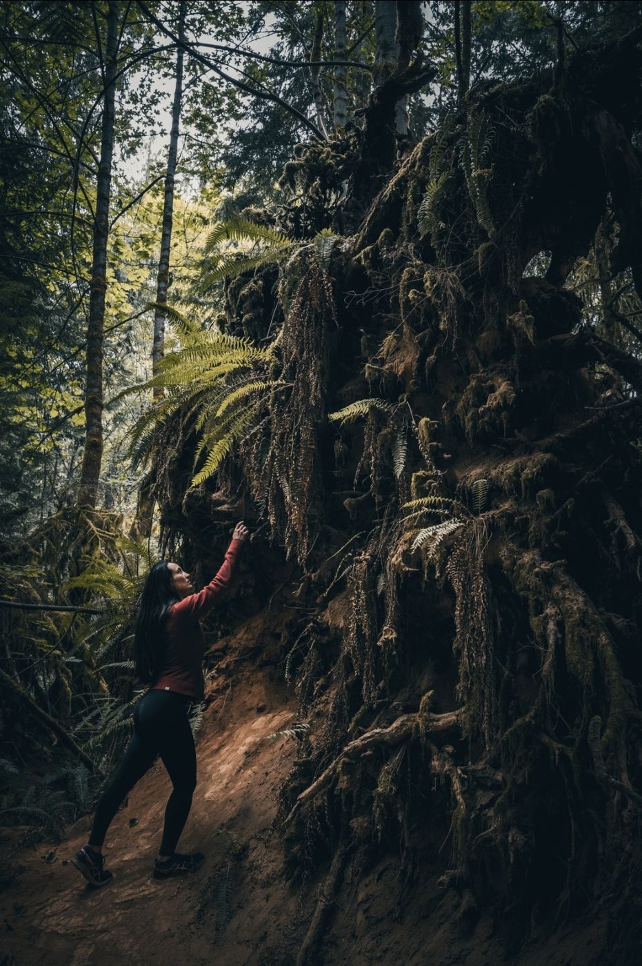 Cathedral Grove, Canada