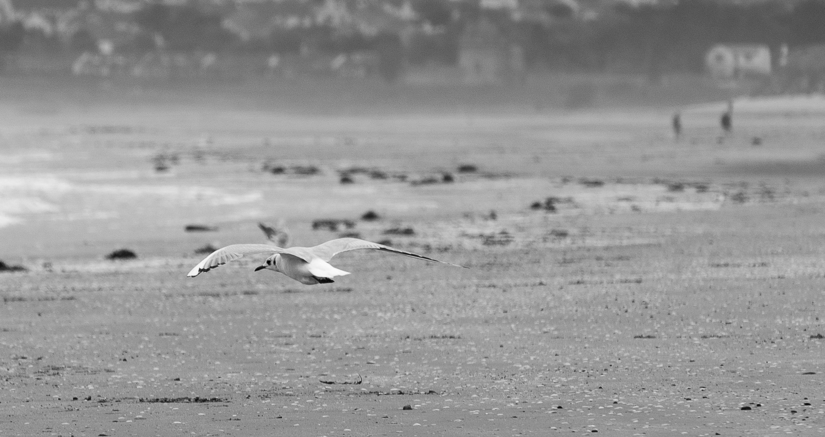 Donabate Beach, Ireland